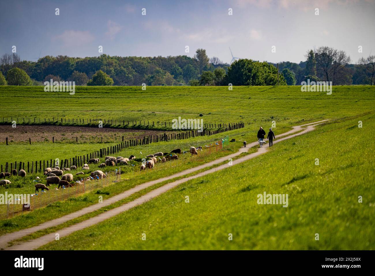 Bislicher Insel, Naturschutzgebiet am Niederrhein BEI Xanten, entstanden aus Altrheinarmen, Kies- und Baggerseen, große Artenvielfalt, und naturnahe Auenlandschaft, NRW, Deutschland, Bislicher Insel *** Bislicher Insel, réserve naturelle sur le Rhin inférieur près de Xanten, formée de vieux bras du Rhin, de graviers et de bassins de carrières, d'une grande biodiversité et d'un paysage de plaine inondable quasi naturelle, NRW, Allemagne, Bislicher Insel Banque D'Images