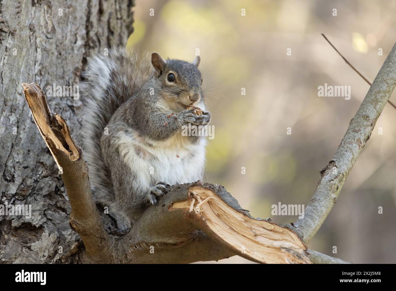 un écureuil gris assis dans un arbre mangeant un gland avec les miettes tombant sur sa fourrure et le ventre, regardant la caméra et tellement mignon Banque D'Images