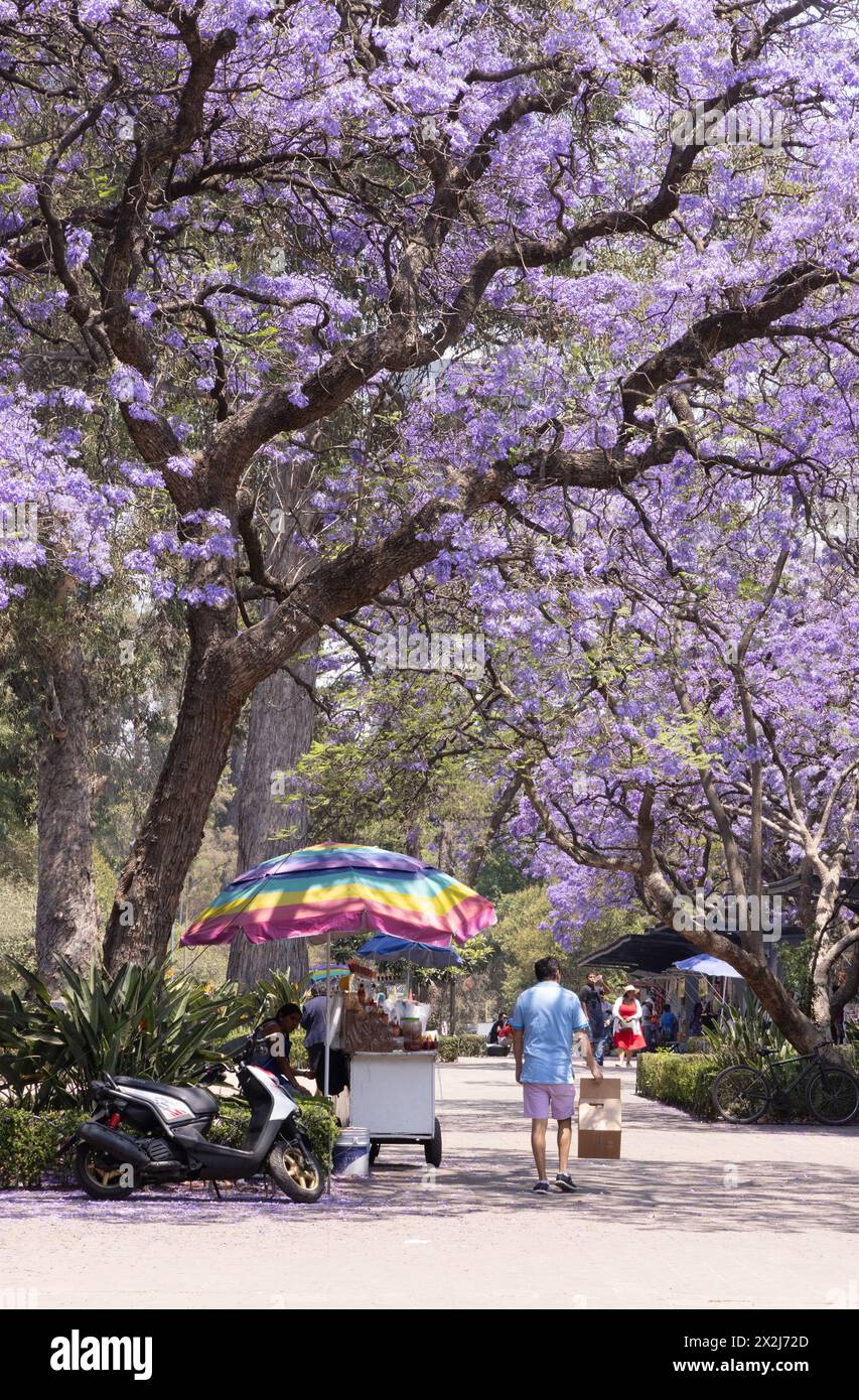 Arbres Jacaranda en floraison, Jacaranda mimosifolia, en été, avec des fleurs violettes, Parc Chapultepec; Mexico Mexique Banque D'Images Arbres Jacaranda en floraison, Jacaranda mimosifolia, en été, avec des fleurs violettes, Parc Chapultepec; Mexico Mexique Banque D'Images