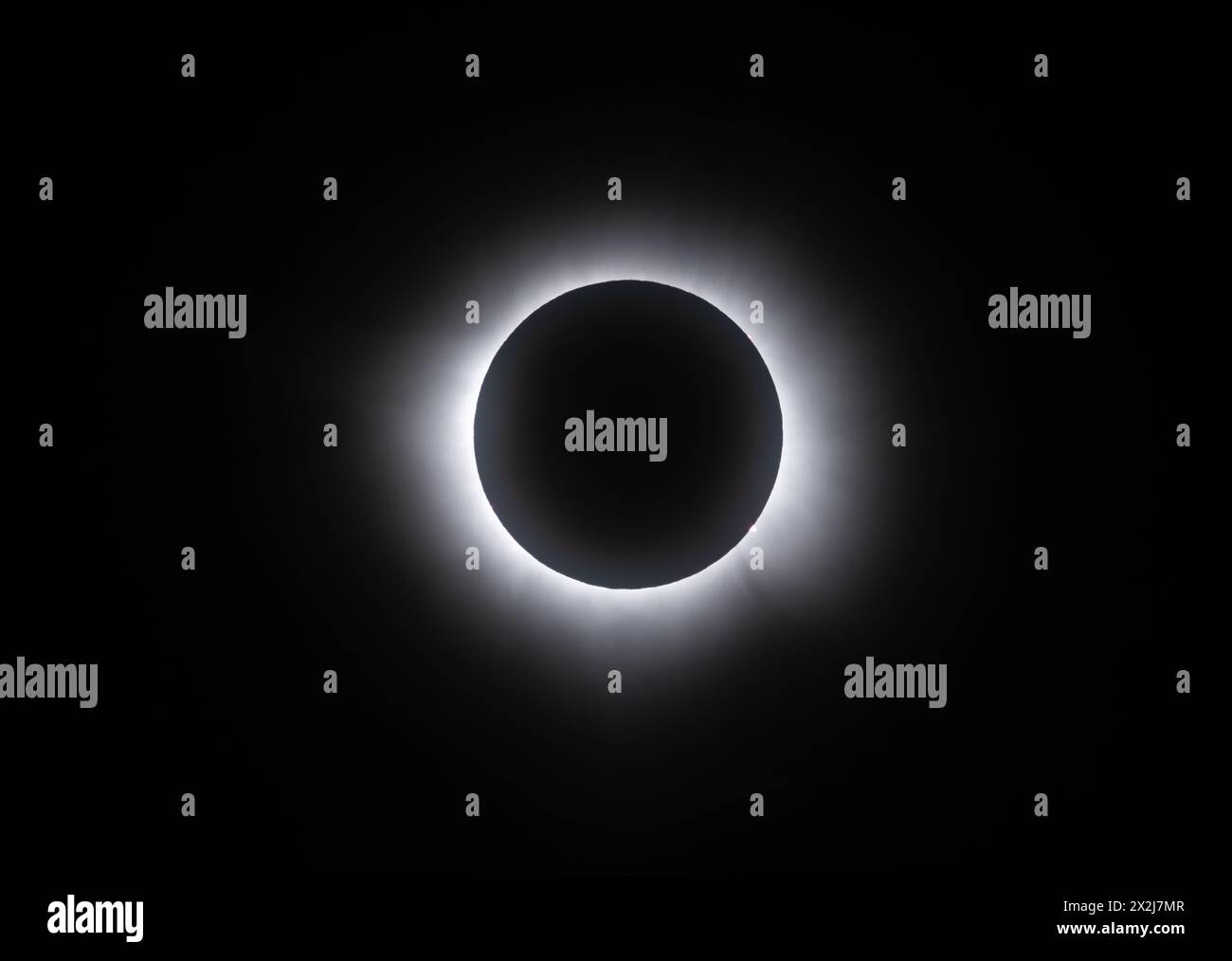 Éclipse totale du Soleil, 2024 ; vue de Torreon, nord du Mexique. La totalité, montrant la couronne solaire et les éruptions solaires à 2 heures et 5 heures. Banque D'Images