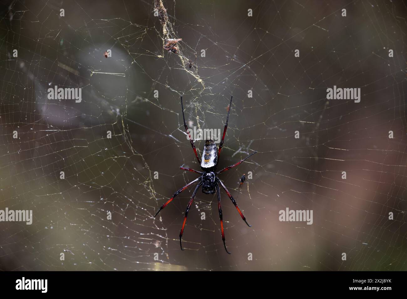Trichonephila Nephila inaurata madagascariensis. Parc national de Ranomafana, faune de Madagascar. énorme araignée 3 cm dans le corps leng Banque D'Images