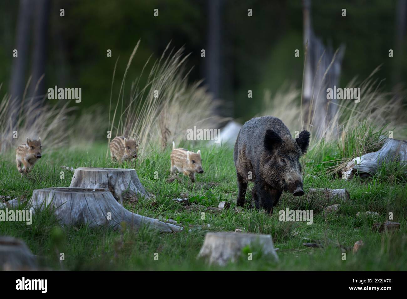 Truie sauvage dans la forêt printanière. Sanglier avec petits porcelets. Faune européenne dans la forêt. Banque D'Images