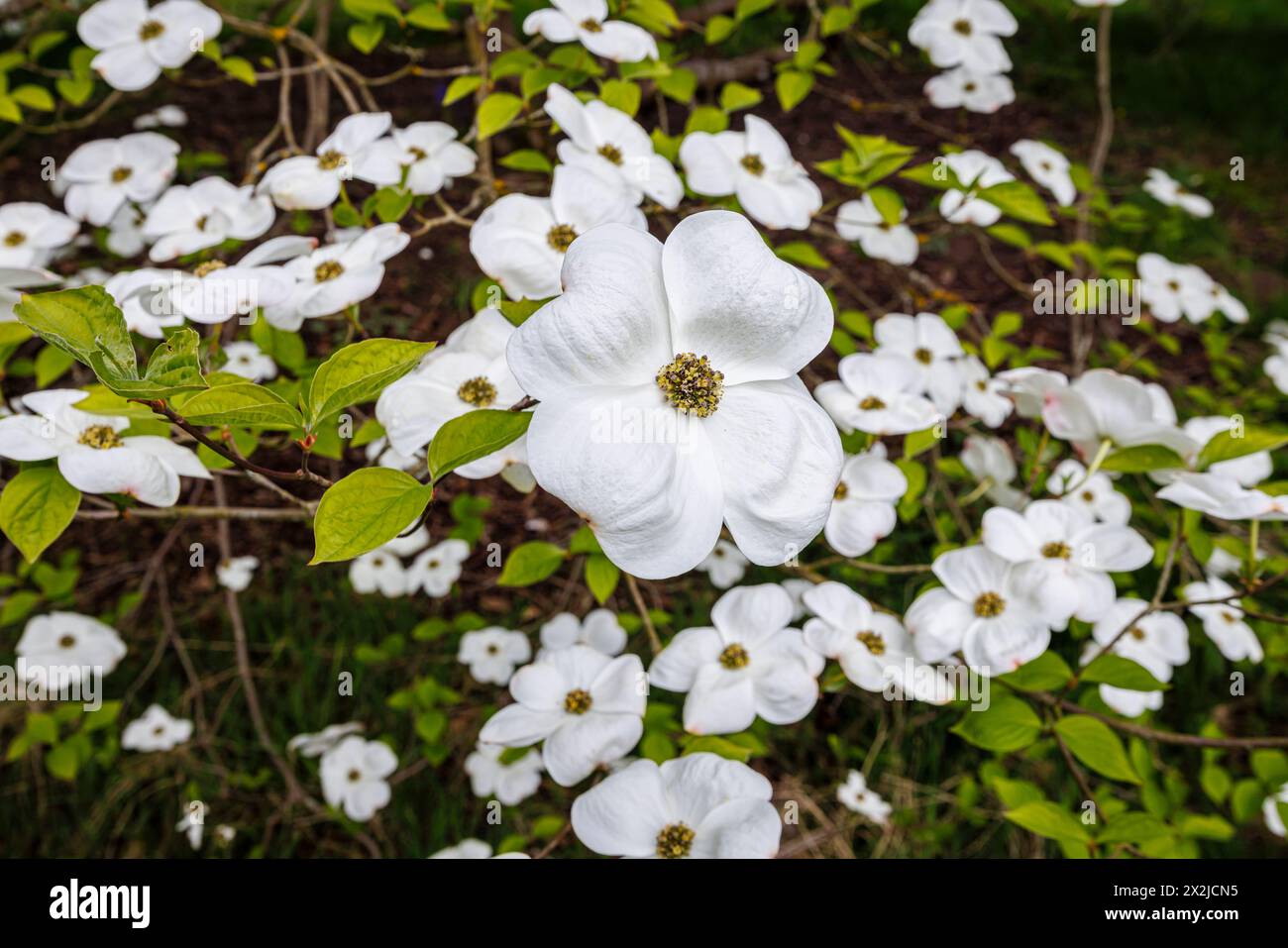 Grandes bractées blanches (pas de pétales) de Cornus 'Ormonde' dans RHS Garden, Wisley, Surrey, sud-est de l'Angleterre au printemps Banque D'Images