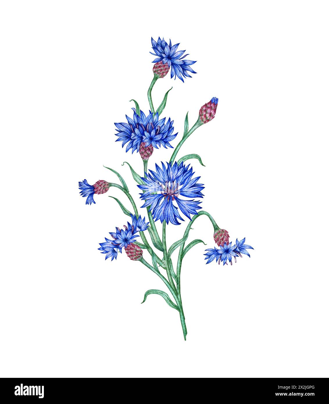 Illustration aquarelle d'une composition de fleurs bleues de bleuet. Elément de composition botanique isolé du fond. Convient pour les cosmétiques, Banque D'Images