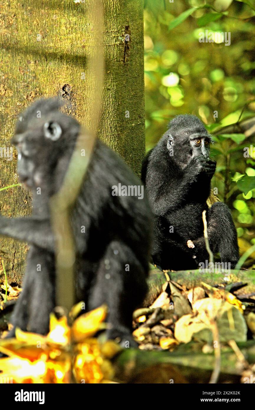 Les macaques à crête (Macaca nigra) mangent des fruits de liane tombés, car ils sont assis sur le sol dans la forêt de Tangkoko, Sulawesi du Nord, Indonésie. Le changement climatique est l’un des principaux facteurs affectant la biodiversité dans le monde à un rythme alarmant, selon une équipe de scientifiques dirigée par Antonio Acini Vasquez-Aguilar dans son article de mars 2024 sur environ Monit Assess. L’Union internationale pour la conservation de la nature (UICN) affirme également que la hausse des températures a entraîné des changements écologiques, comportementaux et physiologiques dans les espèces sauvages et la biodiversité. 'En plus de l'augmentation des taux de maladie et... Banque D'Images