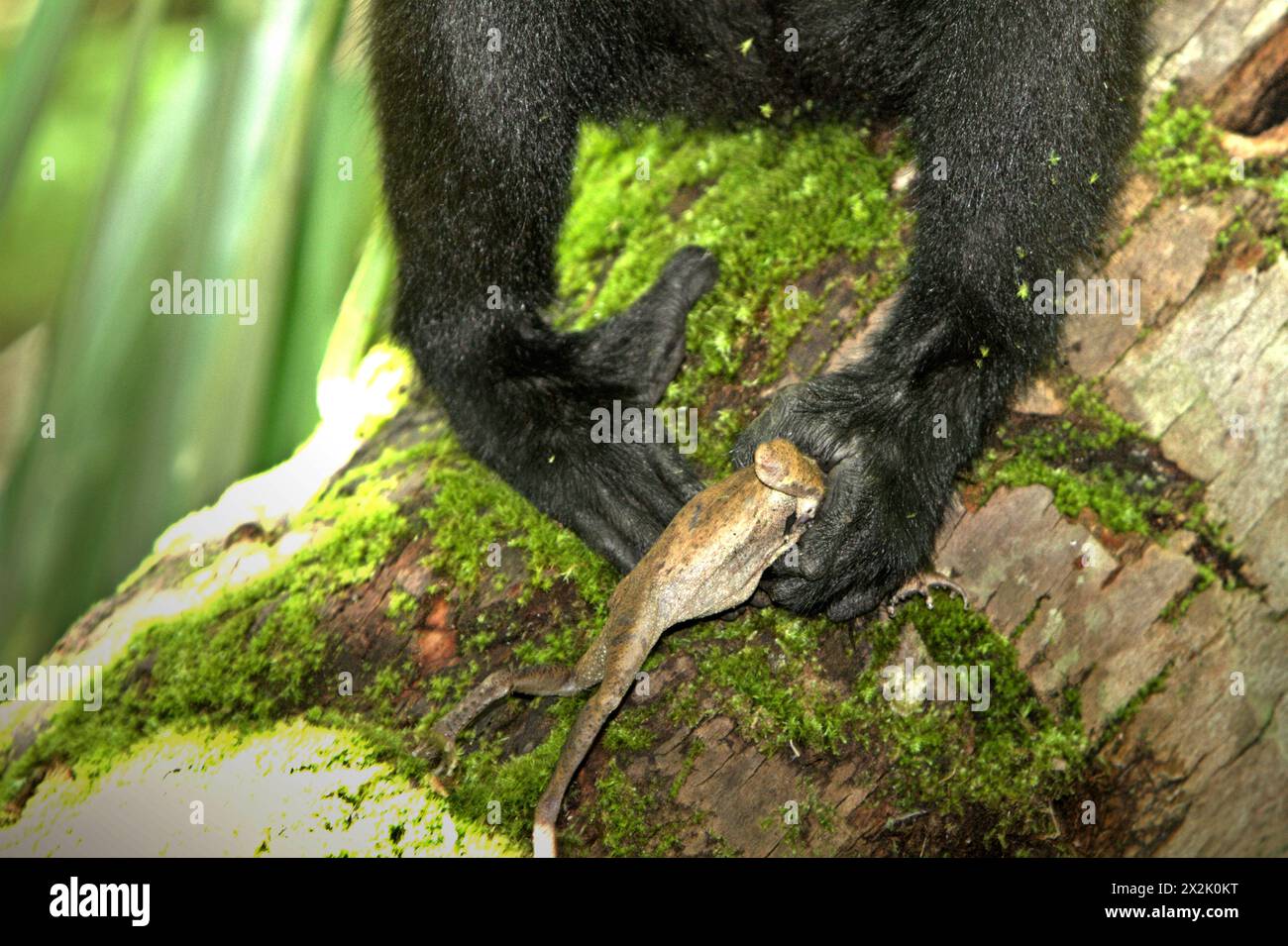 Un macaque juvénile à crête noire (Macaca nigra) a attrapé une espèce non identifiée de grenouille, l'un de ses régimes alimentaires selon les primatologues, sur un tronc d'arbre dans la réserve naturelle de Tangkoko, dans le Sulawesi du Nord, en Indonésie. Le changement climatique est l’un des principaux facteurs affectant la biodiversité dans le monde à un rythme alarmant, selon une équipe de scientifiques dirigée par Antonio Acini Vasquez-Aguilar dans son article de mars 2024 sur environ Monit Assess. L'Union internationale pour la conservation de la nature (UICN) affirme également que la hausse des températures a entraîné des changements écologiques, comportementaux et physiologiques chez les espèces sauvages... Banque D'Images