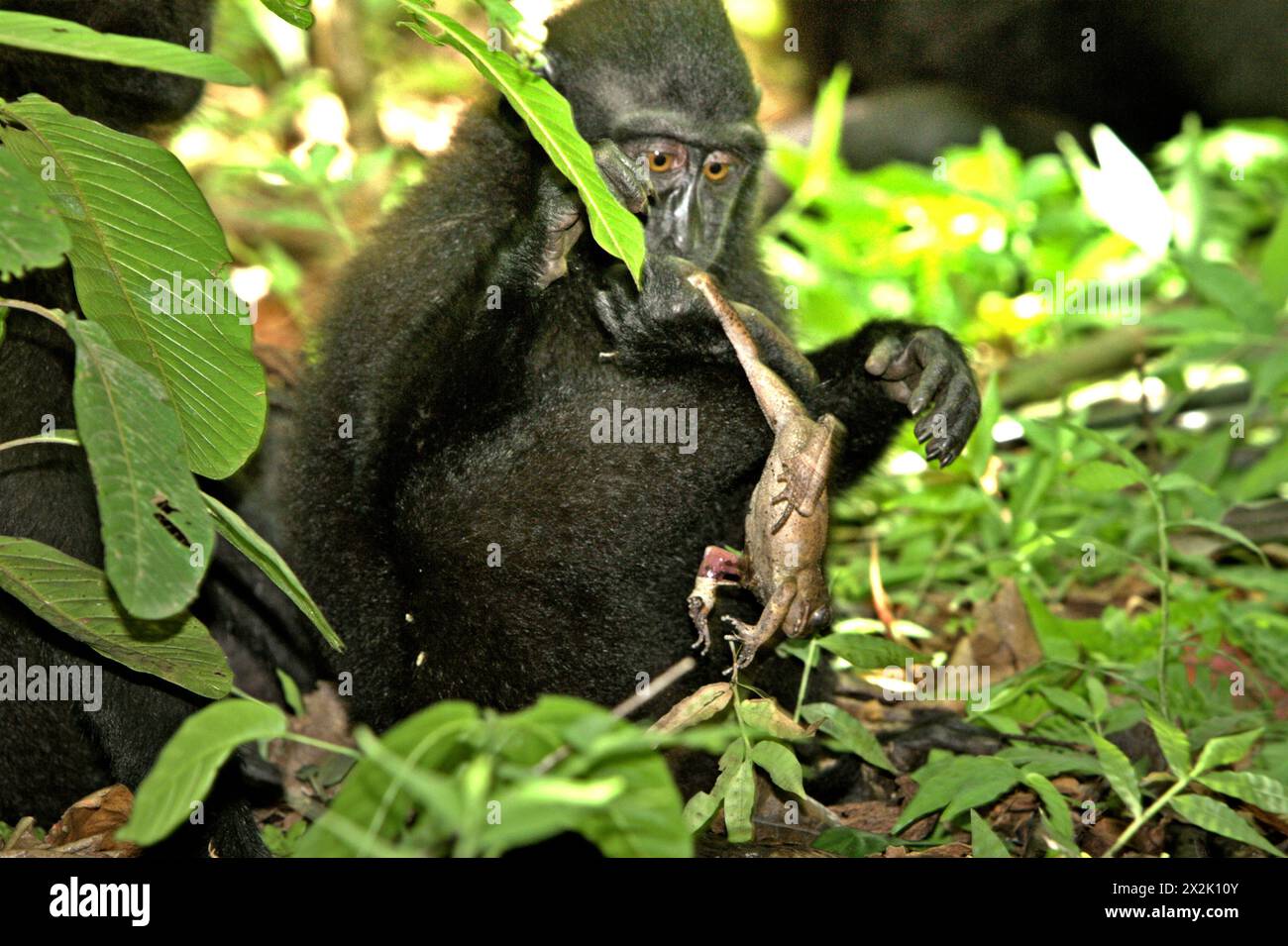 Un macaque juvénile à crête noire (Macaca nigra) prête attention à une espèce non identifiée de grenouille, l'un de ses régimes alimentaires selon les primatologues, car il le tient assis sur le sol dans la réserve naturelle de Tangkoko, dans le Sulawesi du Nord, en Indonésie. Le changement climatique est l’un des principaux facteurs affectant la biodiversité dans le monde à un rythme alarmant, selon une équipe de scientifiques dirigée par Antonio Acini Vasquez-Aguilar dans son article de mars 2024 sur environ Monit Assess. L'Union internationale pour la conservation de la nature (UICN) affirme également que la hausse des températures a conduit à des... Banque D'Images