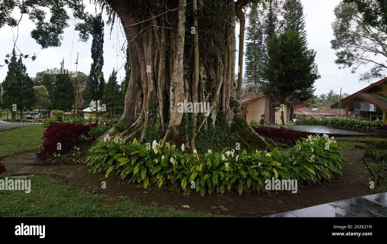 L'un des jardins du jardin de thé Wonosari Malang qui a des arbres banyan et des plantes qui sont assez bien entretenus Banque D'Images