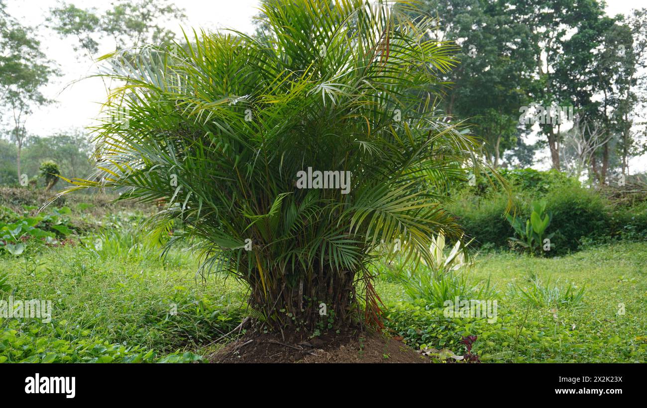 Palmiers verts plantés dans le jardin et encore courts sur un fond vert Banque D'Images