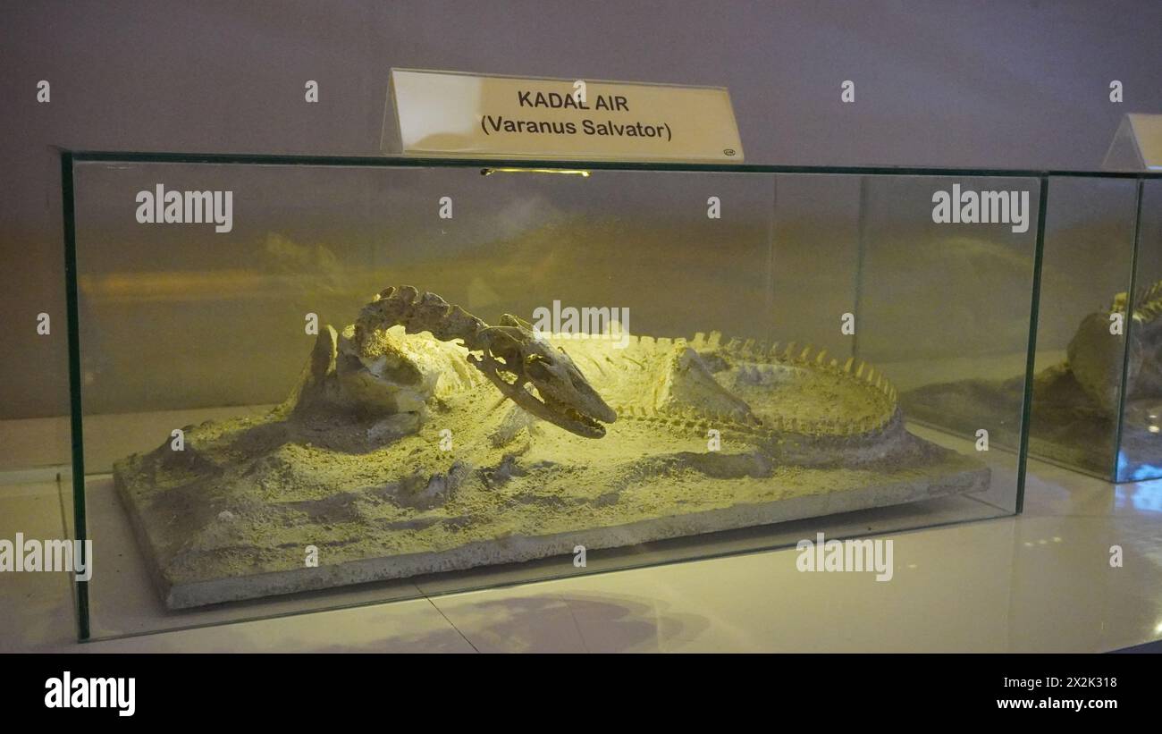 Fossiles d'animaux anciens exposés dans le verre au parc Dino Jatim Park 3 Banque D'Images