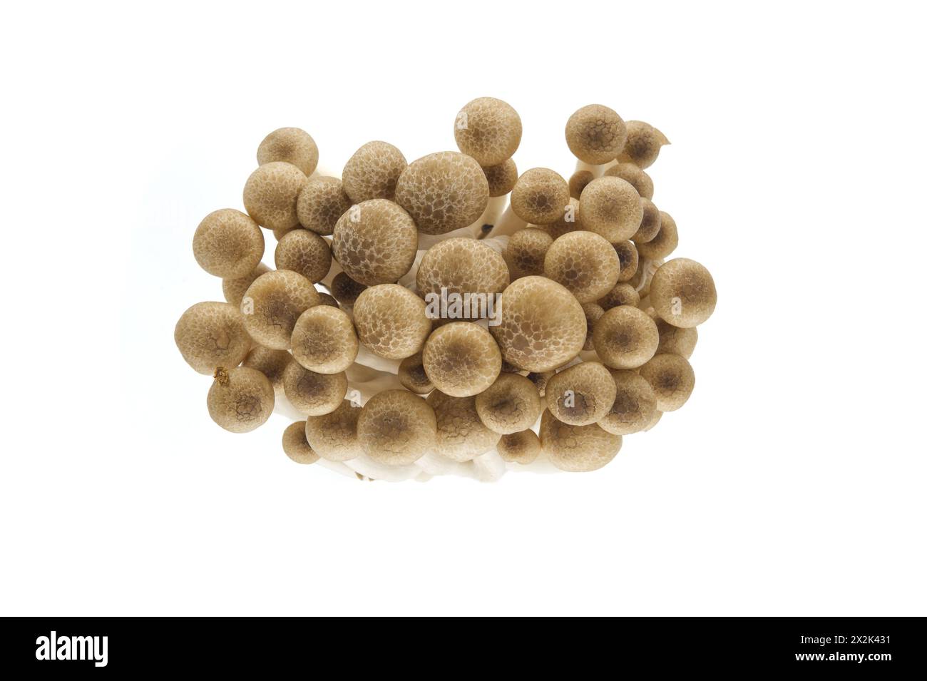 Grappe de champignons de hêtre bruns, également connu sous le nom de champignons Shimeji fond blanc isolé, (Hypsizygus tessellatus) Banque D'Images