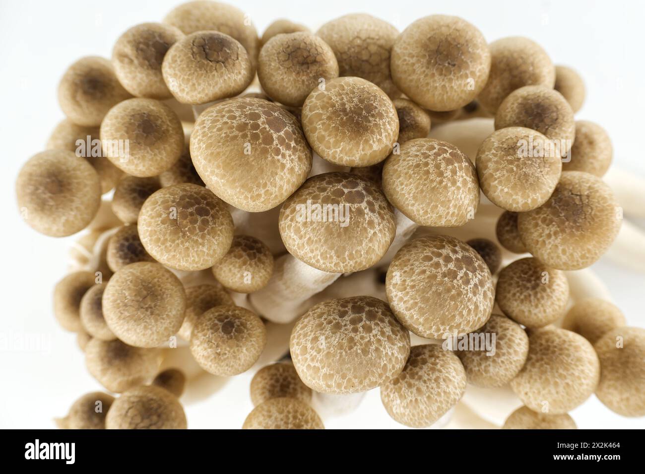 Grappe de champignons de hêtre dans différentes nuances de brun, également connu sous le nom de champignons Shimeji, champignons de hêtre (Hypsizygus tessellatus) Banque D'Images