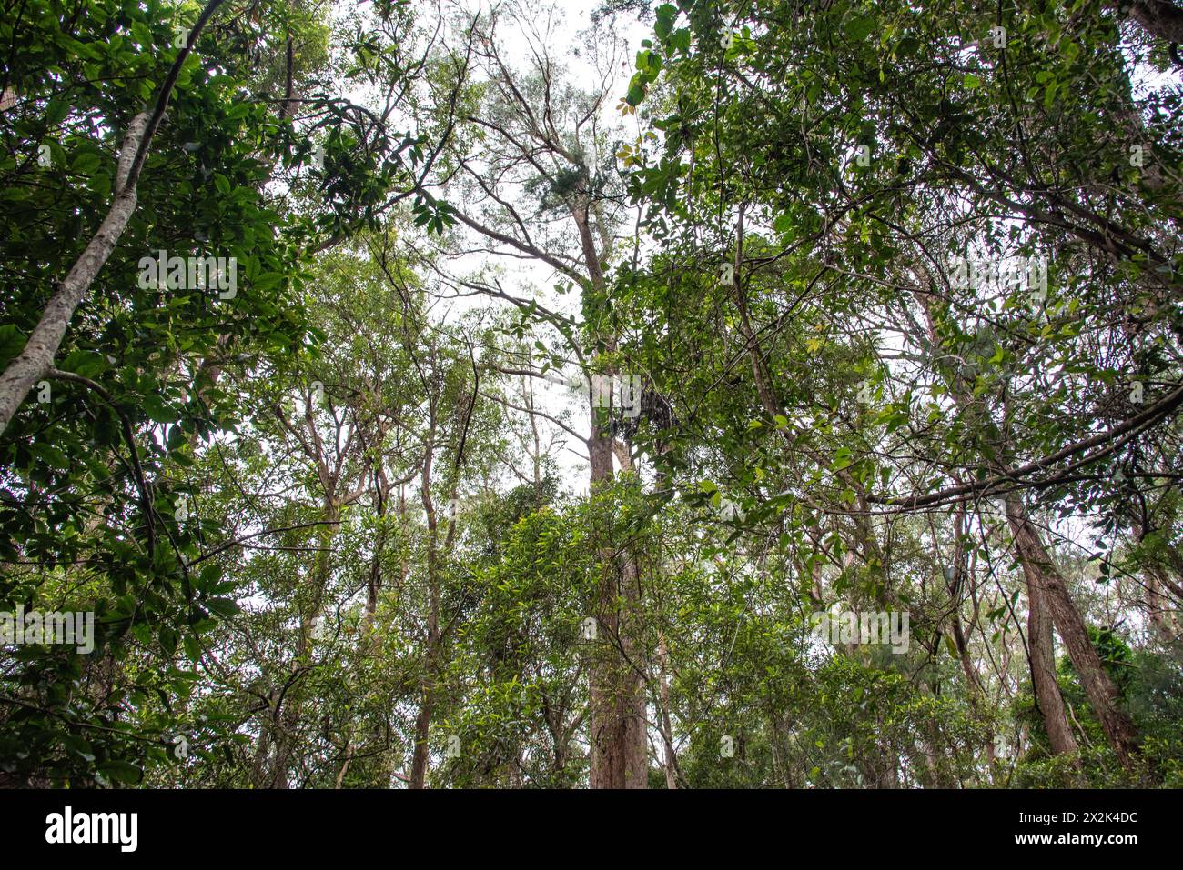 Superbe forêt tropicale avec un paysage dense et luxuriant entourant la vue panoramique australienne. Parc national de Springbrook, Queensland. Banque D'Images