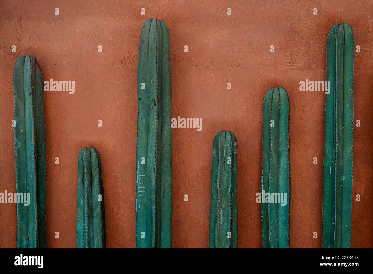Une photographie de plusieurs grands cactus verts alignés contre un mur orange rustique, présentant un mélange de textures naturelles et de tons chauds et terreux. Banque D'Images