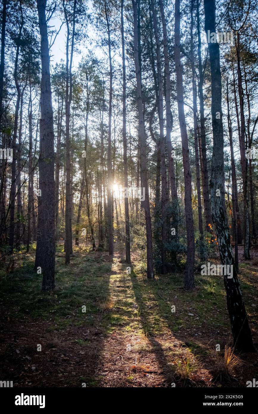 Cette image capture l'essence d'une forêt de pins sereins se prélassant dans la lumière dorée d'un coucher ou d'un soleil levant. Les rayons du soleil traversent les pins hauts et minces, projetant de longues ombres sur le sol de la forêt et créant un jeu harmonieux de lumière et d'obscurité. La scène évoque un sentiment de calme et de solitude, avec le soleil agissant comme un projecteur naturel sur la beauté de la forêt. Rayons de soleil à travers la forêt de pins. Photo de haute qualité Banque D'Images