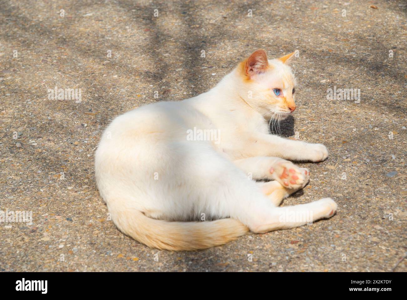 Bain de soleil de chaton blanc. Banque D'Images