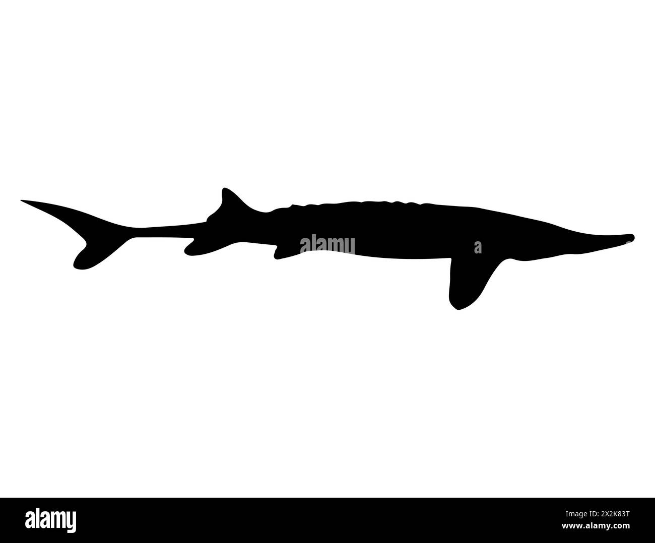 Art vectoriel de silhouette de poisson d'esturgeon Illustration de Vecteur