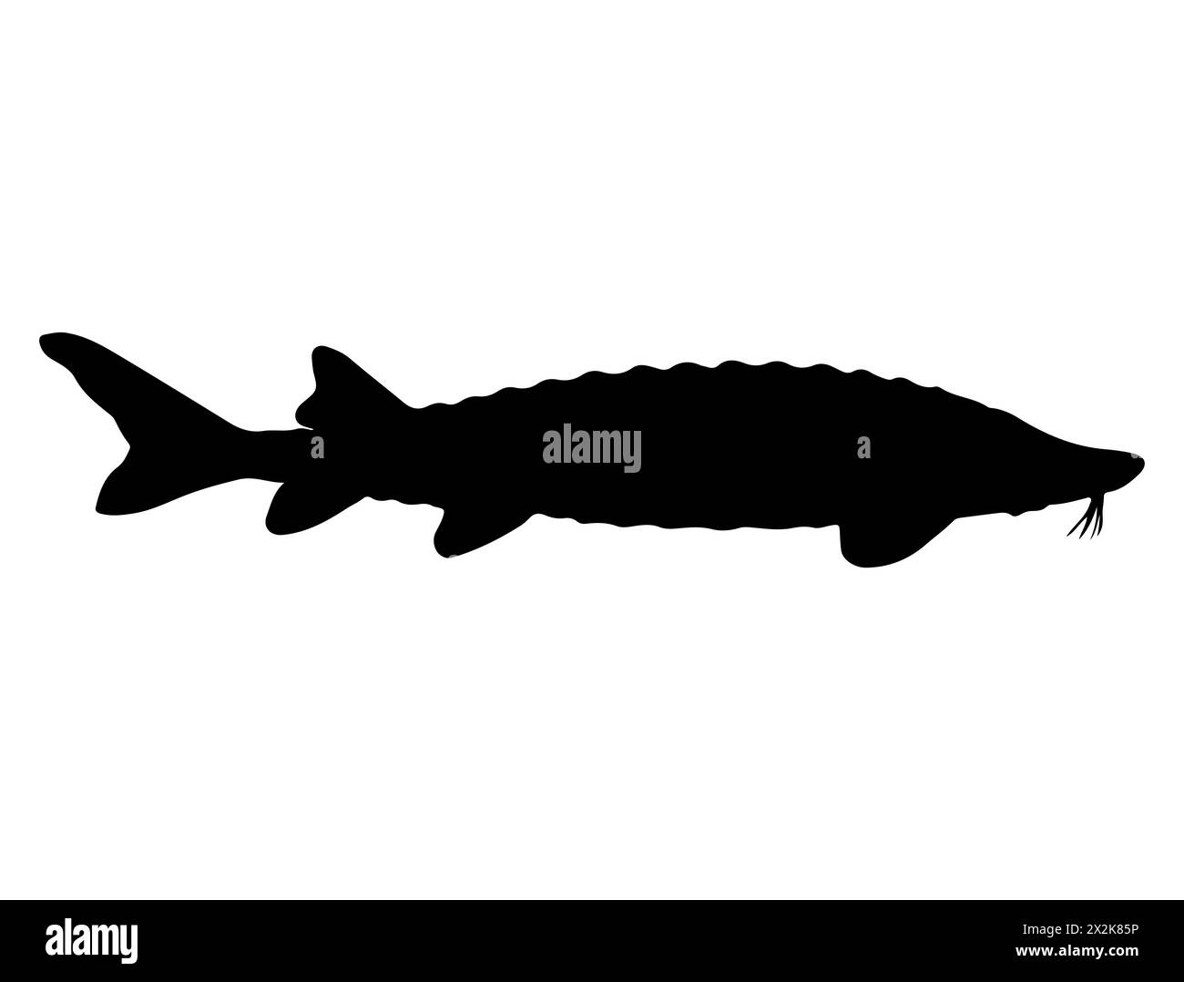 Art vectoriel de silhouette de poisson d'esturgeon Illustration de Vecteur