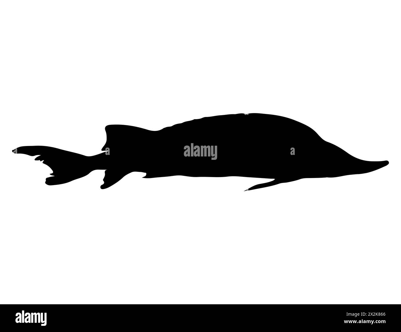 Art vectoriel de silhouette de poisson d'esturgeon Illustration de Vecteur