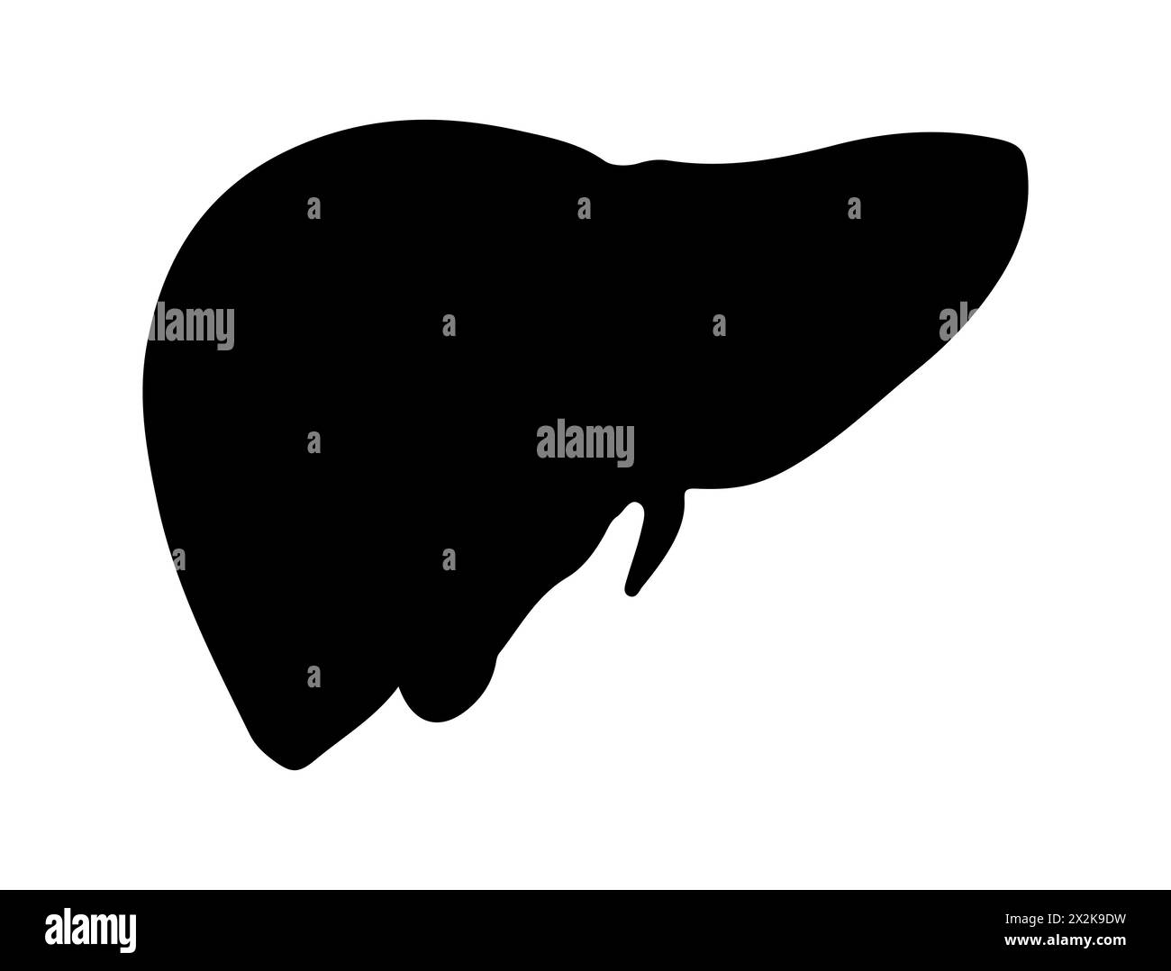 Art vectoriel de silhouette de foie humain Illustration de Vecteur