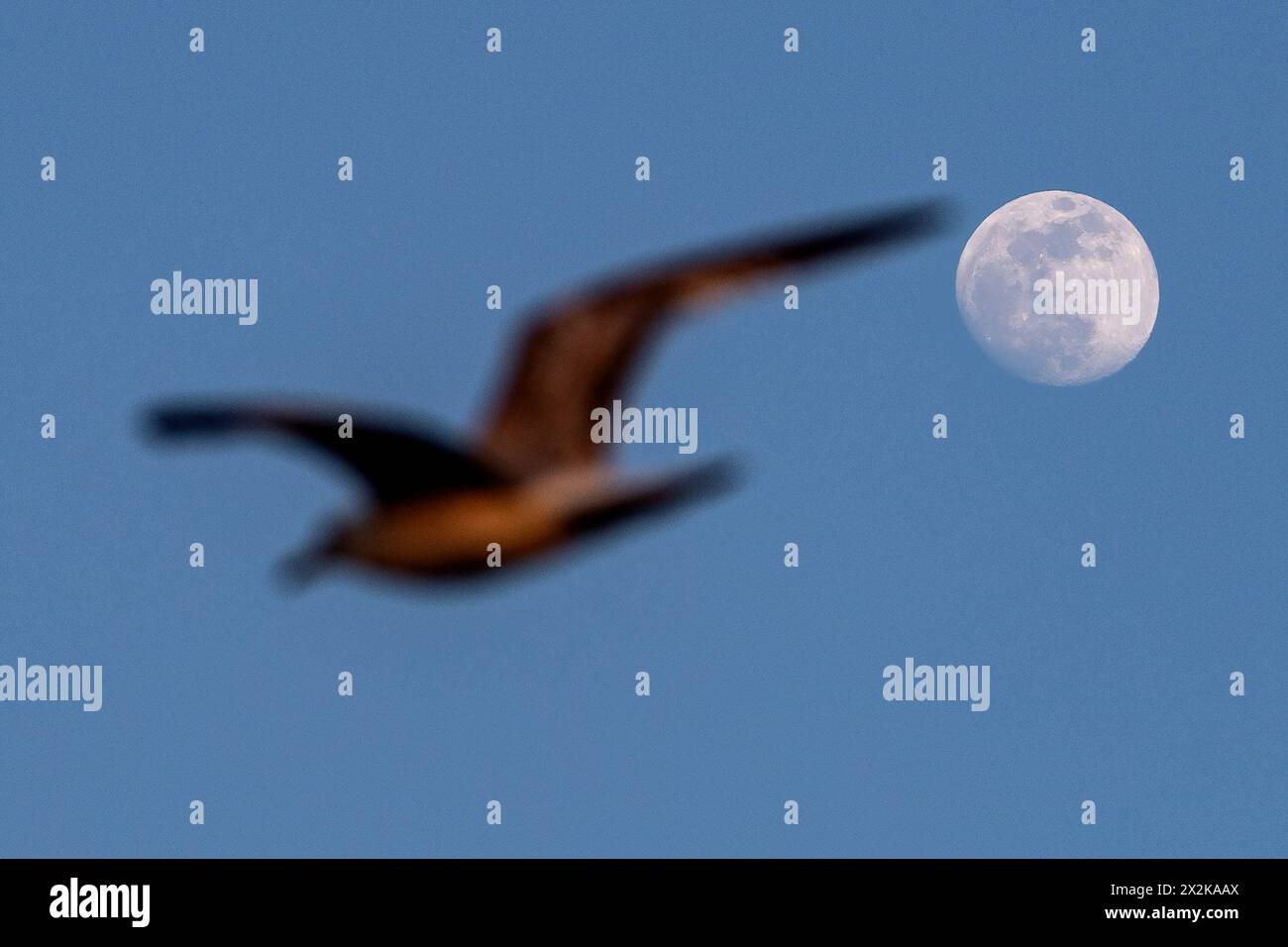 Istanbul, Turquie. 21 avril 2024. Une mouette vole à la pleine lune dans la soirée. (Photo par Onur Dogman/SOPA images/SIPA USA) crédit : SIPA USA/Alamy Live News Banque D'Images