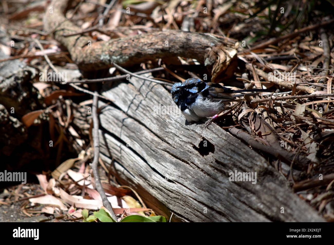 Les rides de fées mâles ont un plumage bleu et noir riche au-dessus et sur la gorge. Le ventre est gris-blanc et le bec est noir. Banque D'Images