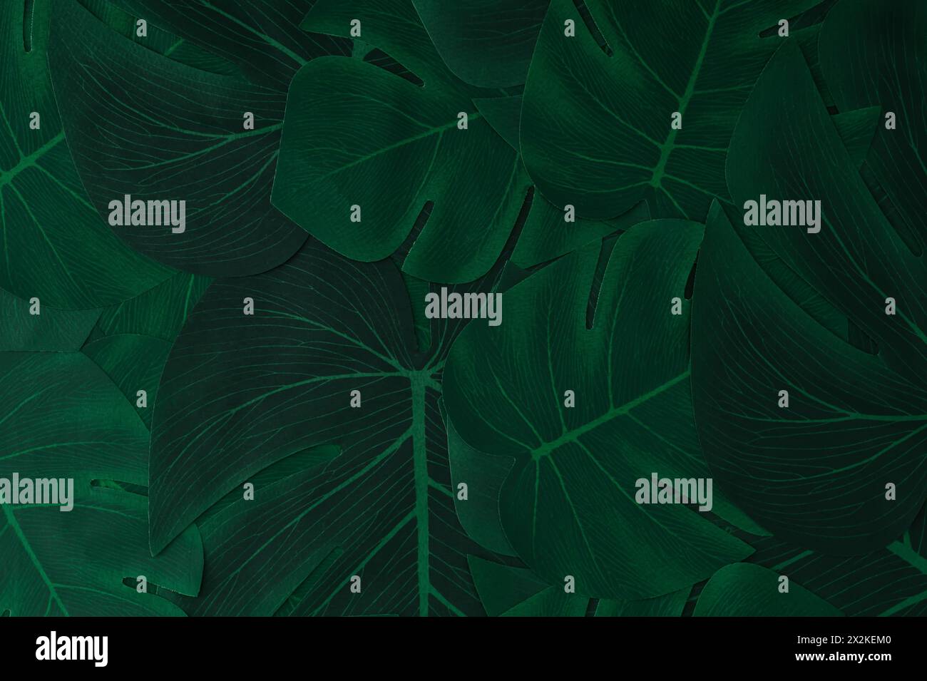 Fond de nature créative. Feuilles de monstera tropicales vertes. Modèle minimal de jungle d'été ou de forêt. Pose à plat abstraite. Vue de dessus. Banque D'Images