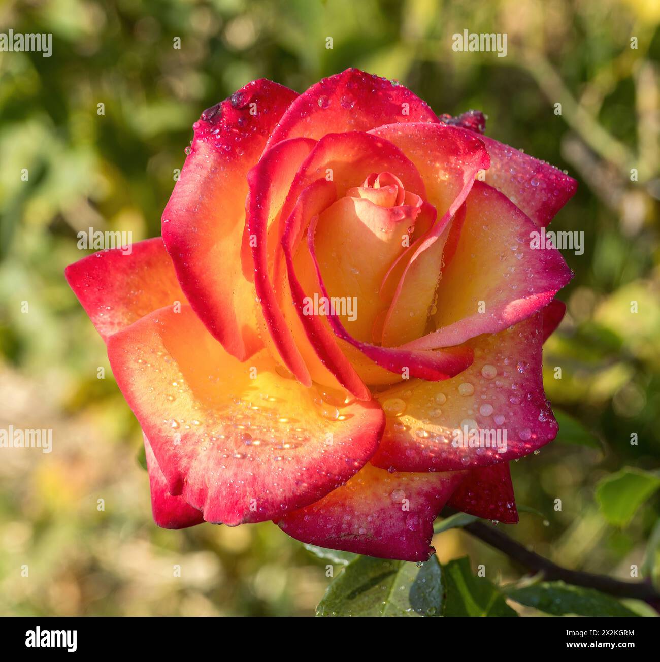 « Perfect moment » Rouge mélangé Rose à thé hybride en fleur. San Jose Municipal Rose Garden, San Jose, Californie, États-Unis. Banque D'Images