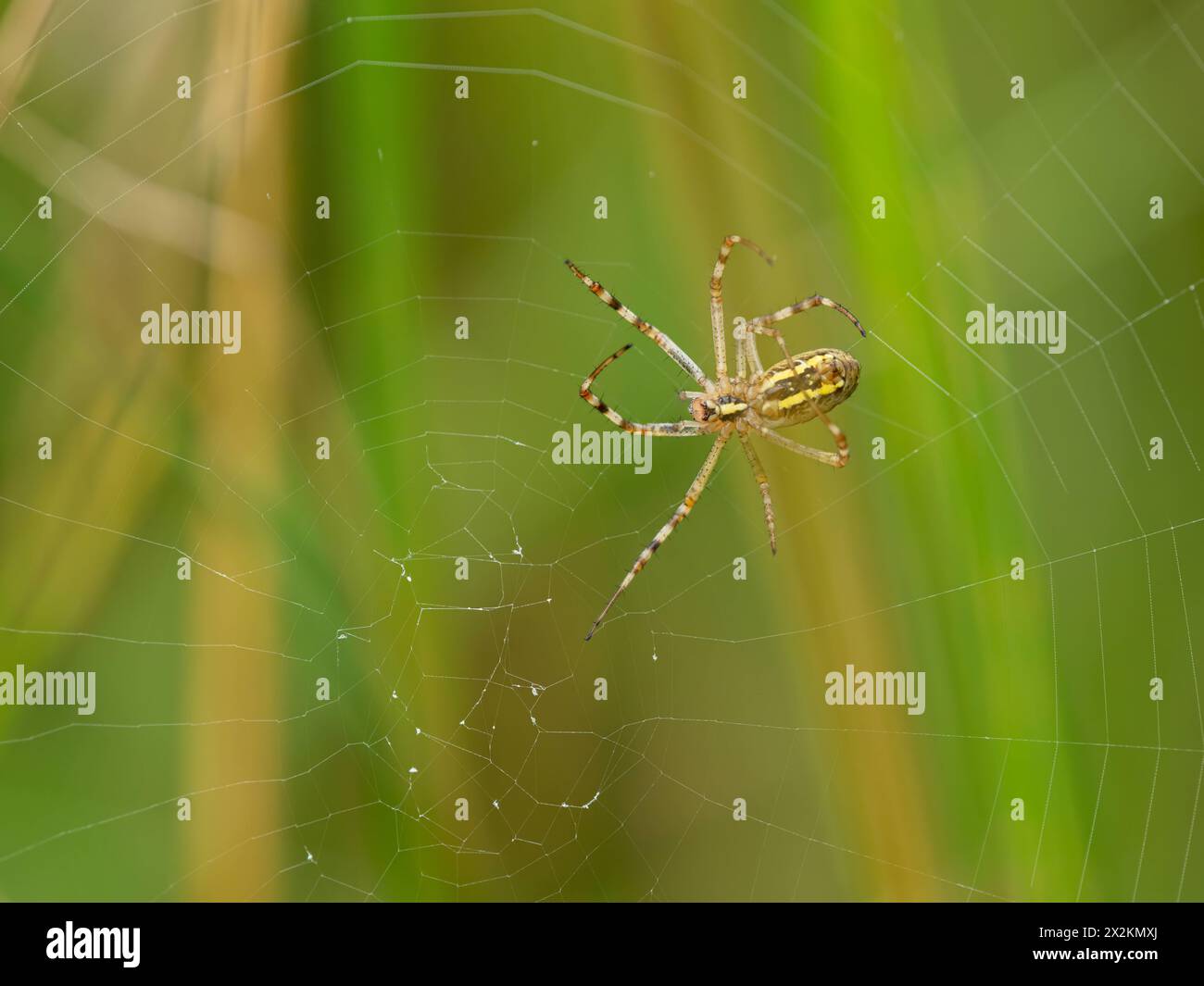 Une guêpe araignée assise dans sa toile, journée ensoleillée à Vienne Autriche Autriche Banque D'Images