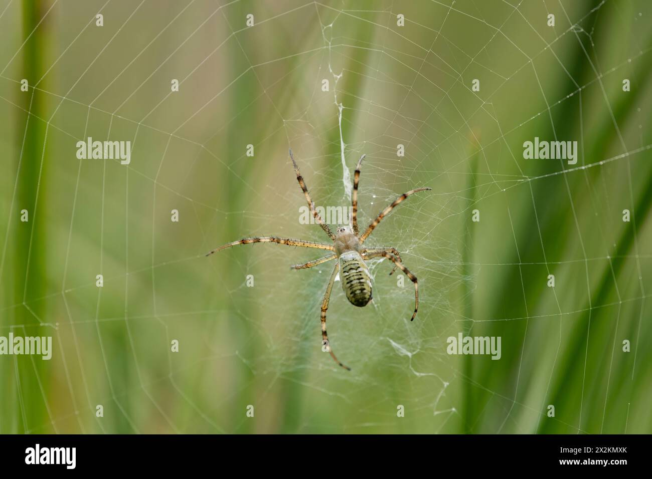 Une guêpe araignée assise dans sa toile, journée ensoleillée à Vienne Autriche Autriche Banque D'Images