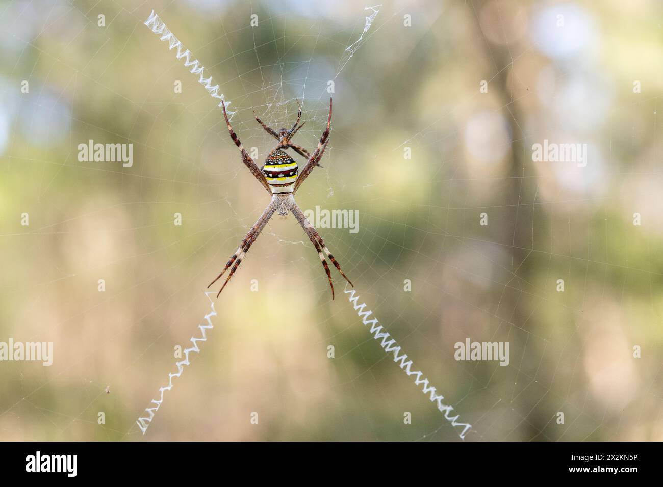 Prog Araignée croisée d'Andrew (Argiope keyserlingi), femelle et un petit mâle Banque D'Images