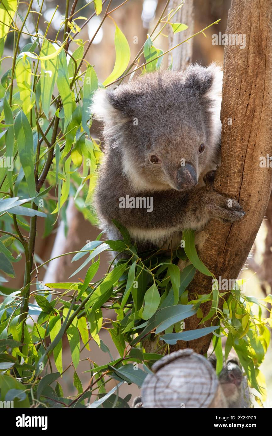 Le Koala a une grande tête ronde, de grandes oreilles de fourrure et un gros nez noir. Leur fourrure est habituellement de couleur gris-brun avec la fourrure blanche sur la poitrine, les bras intérieurs, Banque D'Images