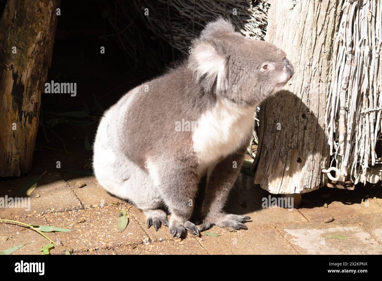 Le Koala a une grande tête ronde, de grandes oreilles de fourrure et un gros nez noir. Leur fourrure est habituellement de couleur gris-brun avec la fourrure blanche sur la poitrine, les bras intérieurs, Banque D'Images