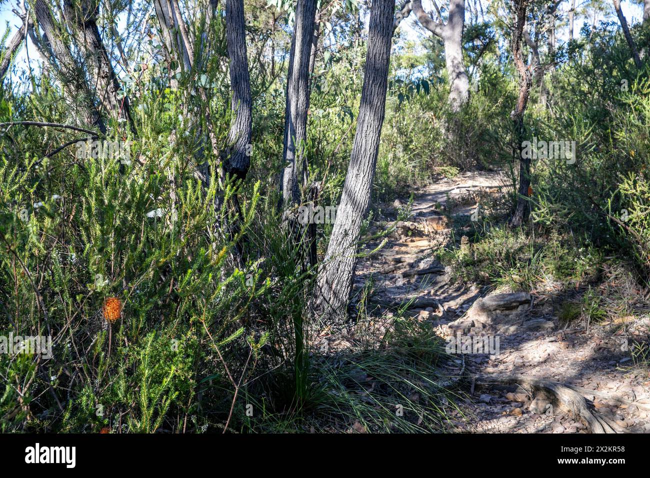Sentier de randonnée pédestre jusqu'au point de vue d'America Bay, parc national de Ku-ring-gai Chase, Greater Sydney, NSW, Australie Banque D'Images
