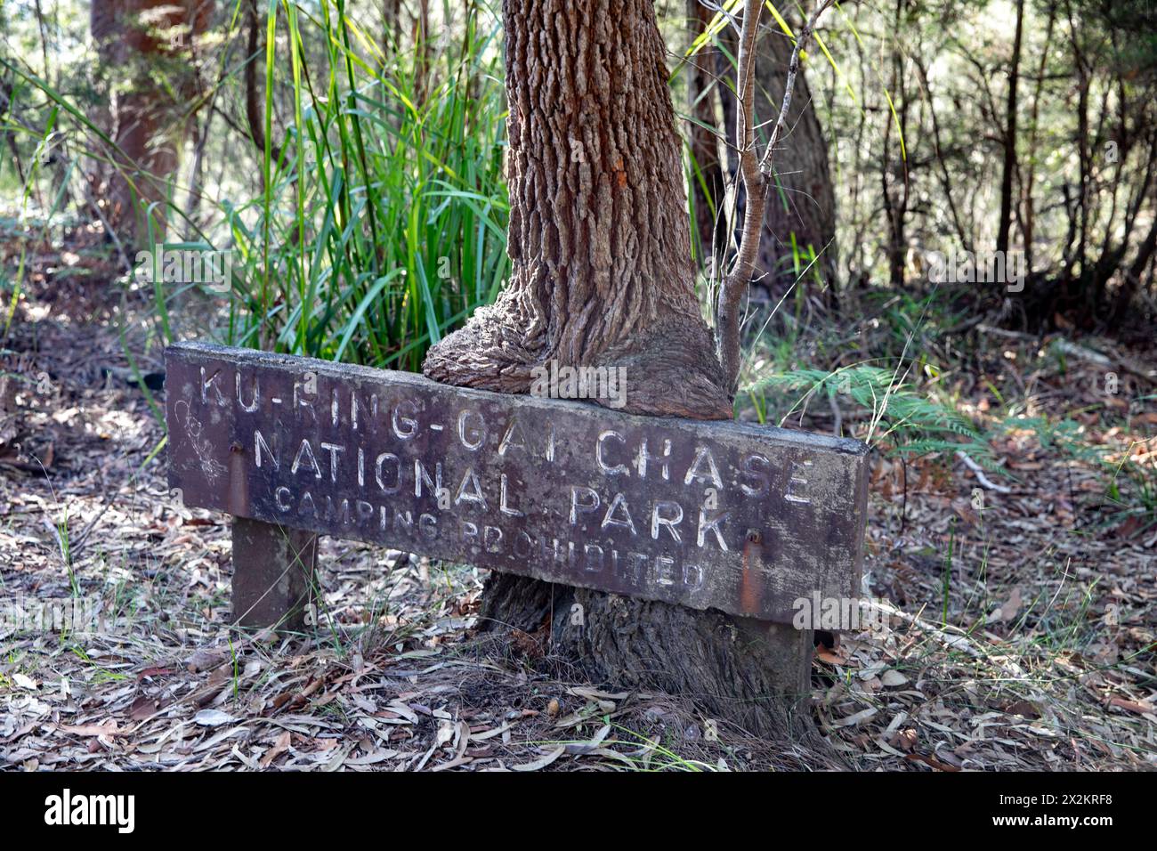 Parc national de Ku-ring Gai Chase, vieux et fané panneau de parcs indiquant le camping interdit le long de la piste de Flint et d'acier, région du Grand Sydney, Australie Banque D'Images