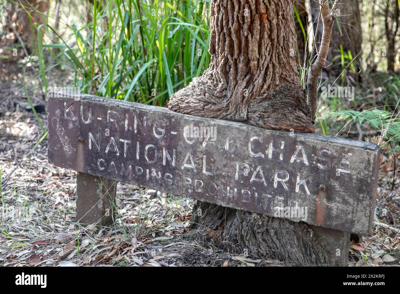Parc national de Ku-ring Gai Chase, vieux et fané panneau de parcs indiquant le camping interdit le long de la piste de Flint et d'acier, région du Grand Sydney, Australie Banque D'Images
