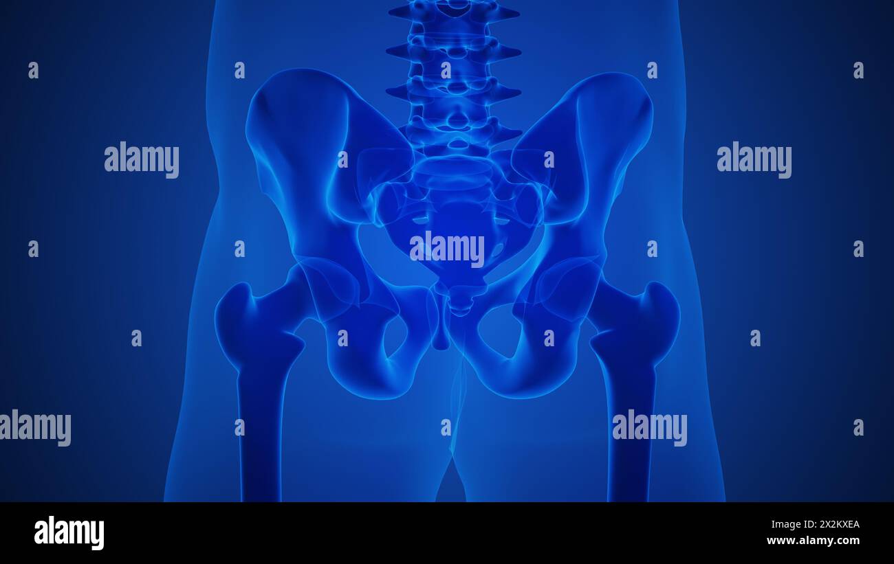 Squelette humain et sacrum douloureux Banque D'Images