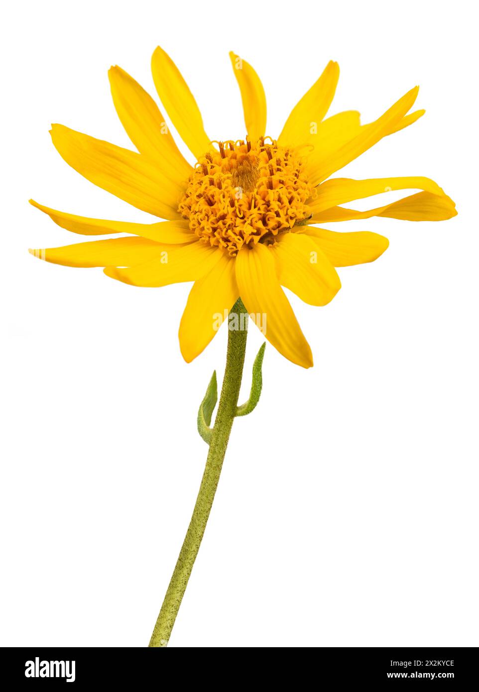 Arnica fleur isolé sur fond blanc Banque D'Images