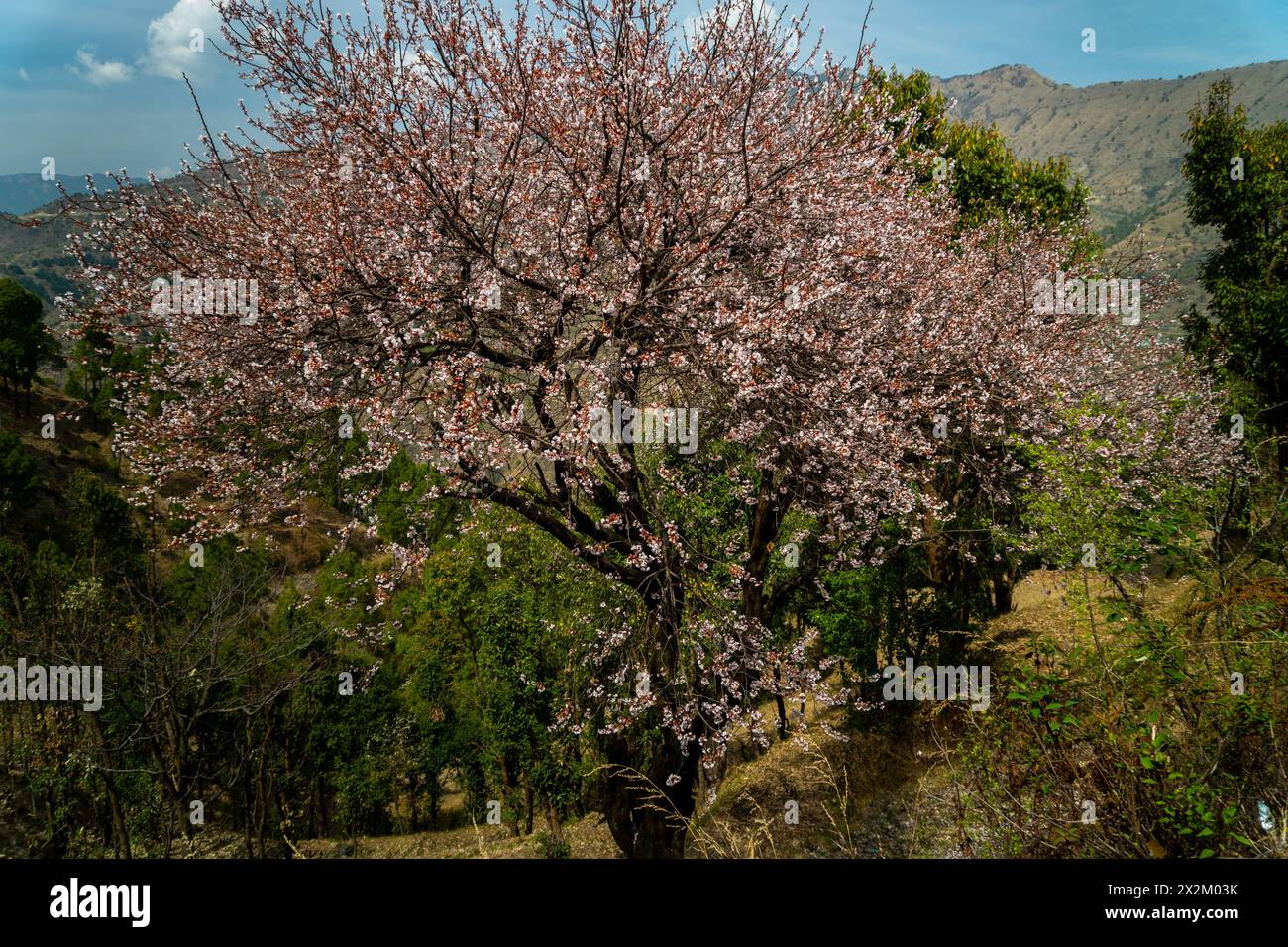 Cerisier en fleurs, ou sakura, dans la région himalayenne de l'Uttarakhand, en Inde. Les arbres à fleurs appartiennent au sous-genre Prunus cerasus, ajoutant une touche d'enc Banque D'Images