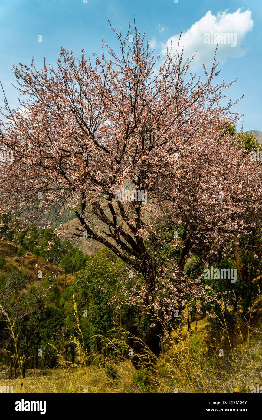 Cerisier en fleurs, ou sakura, dans la région himalayenne de l'Uttarakhand, en Inde. Les arbres à fleurs appartiennent au sous-genre Prunus cerasus, ajoutant une touche d'enc Banque D'Images