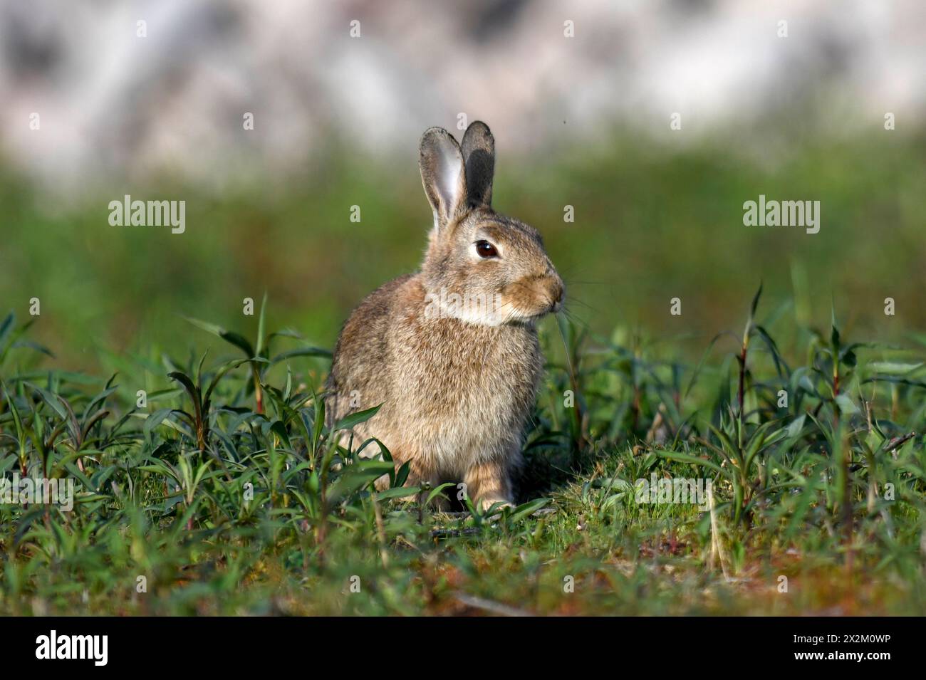 Zoologie, mammifère (mammalia), lapin européen (Oryctolagus cuniculus) dans un champ près d'Achern, ADDITIONAL-RIGHTS-LEARANCE-INFO-NOT-AVAILABLE Banque D'Images