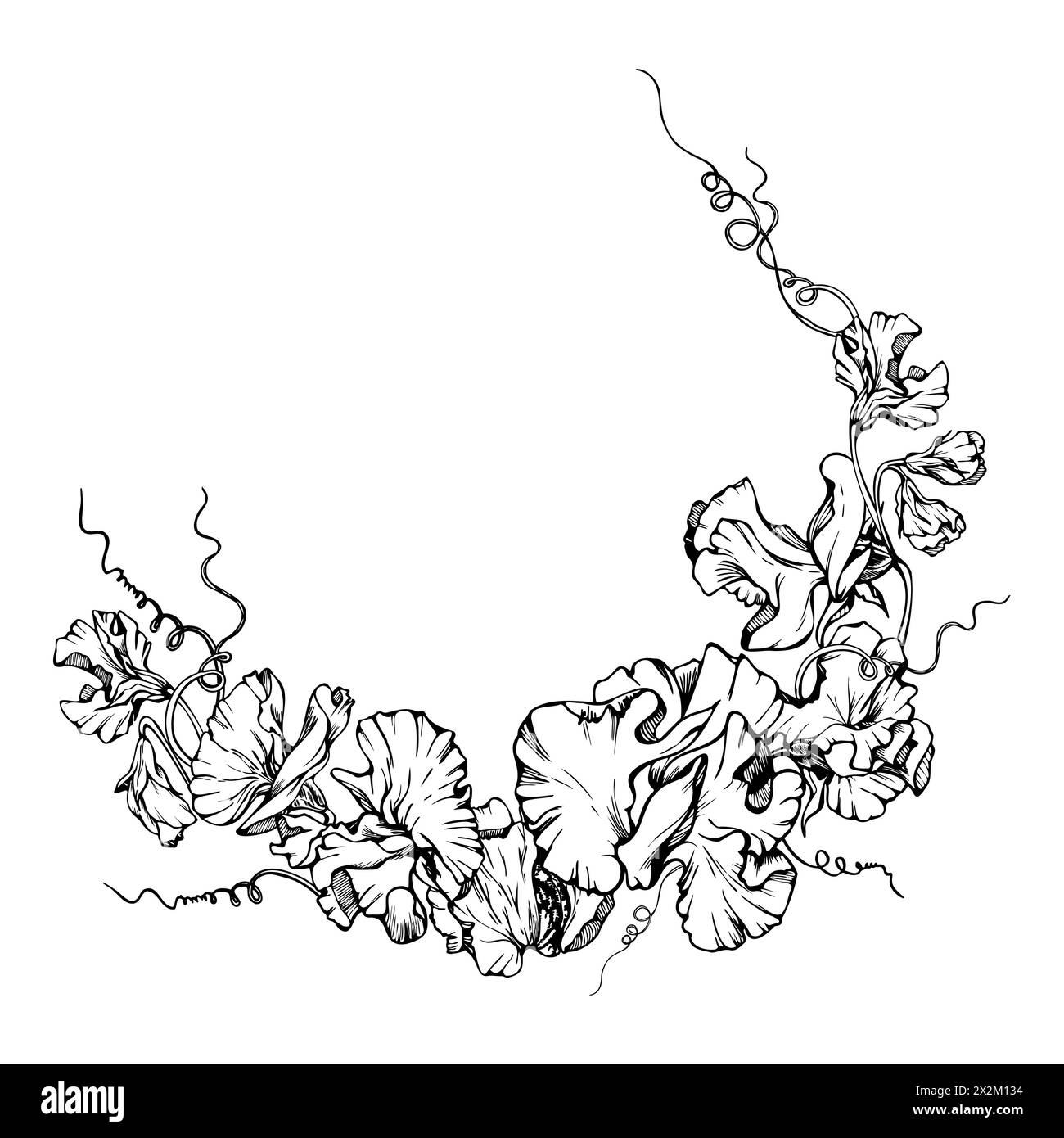 Illustration graphique à l'encre vectorielle dessinée à la main fleurs botaniques feuilles. Pois doux et éternel, tendrilles de légumineuses à la vesce. Couronne circulaire isolée Illustration de Vecteur