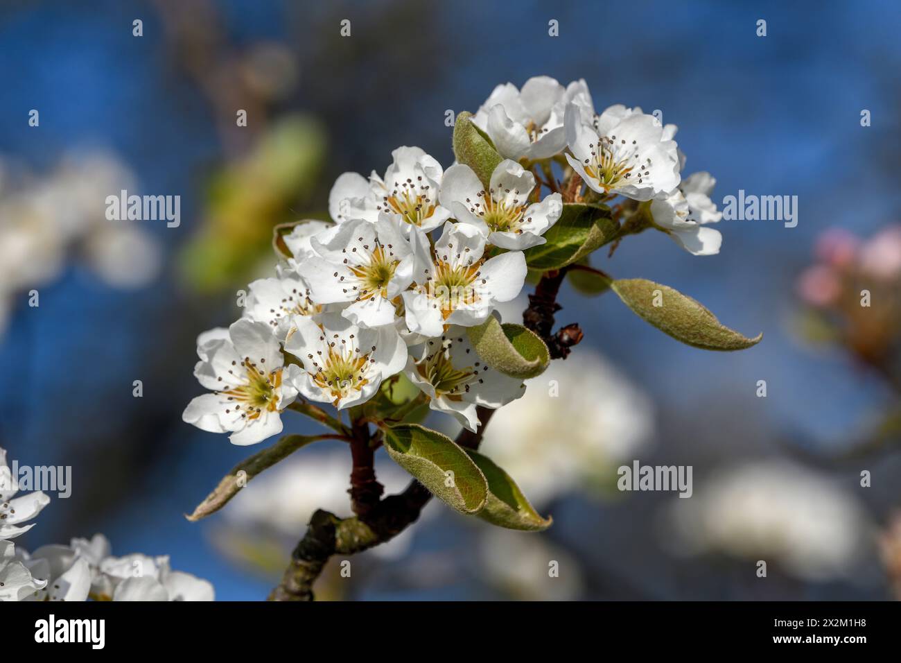 Botanique, cerisiers en fleurs à Oberachern, Ortenaukreis, Forêt Noire, Bade-Wuertemberg, Allemagne, INFORMATIONS-AUTORISATION-DROITS-SUPPLÉMENTAIRES-NON-DISPONIBLES Banque D'Images