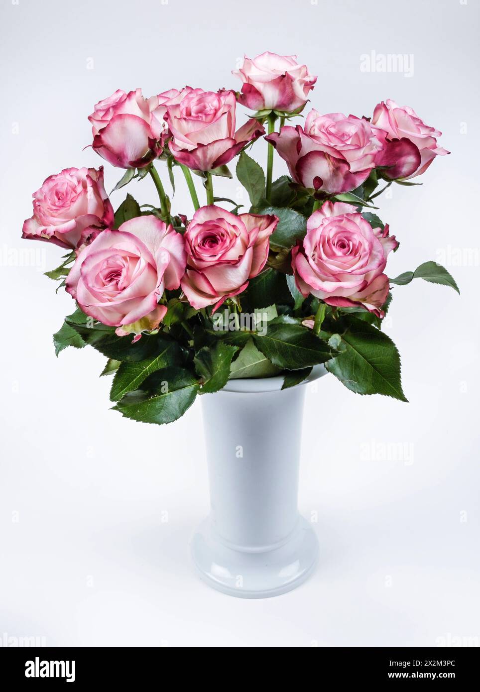 Rot-weiße Rosen dans le vase KPM *** Roses rouges et blanches dans le vase KPM Banque D'Images