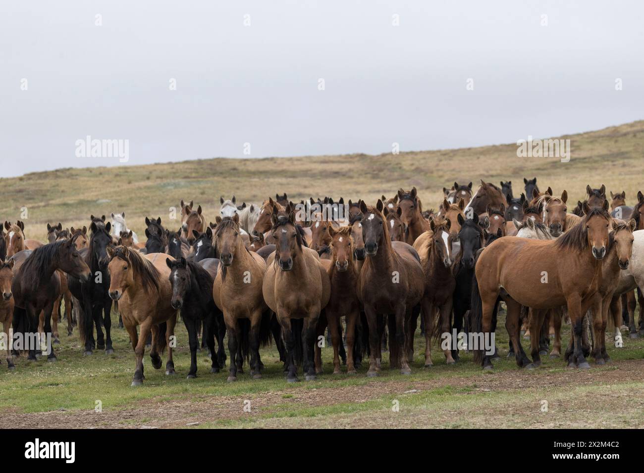 Cheval sauvage steppe Kazakhstan Zhabe troupeau équin Banque D'Images