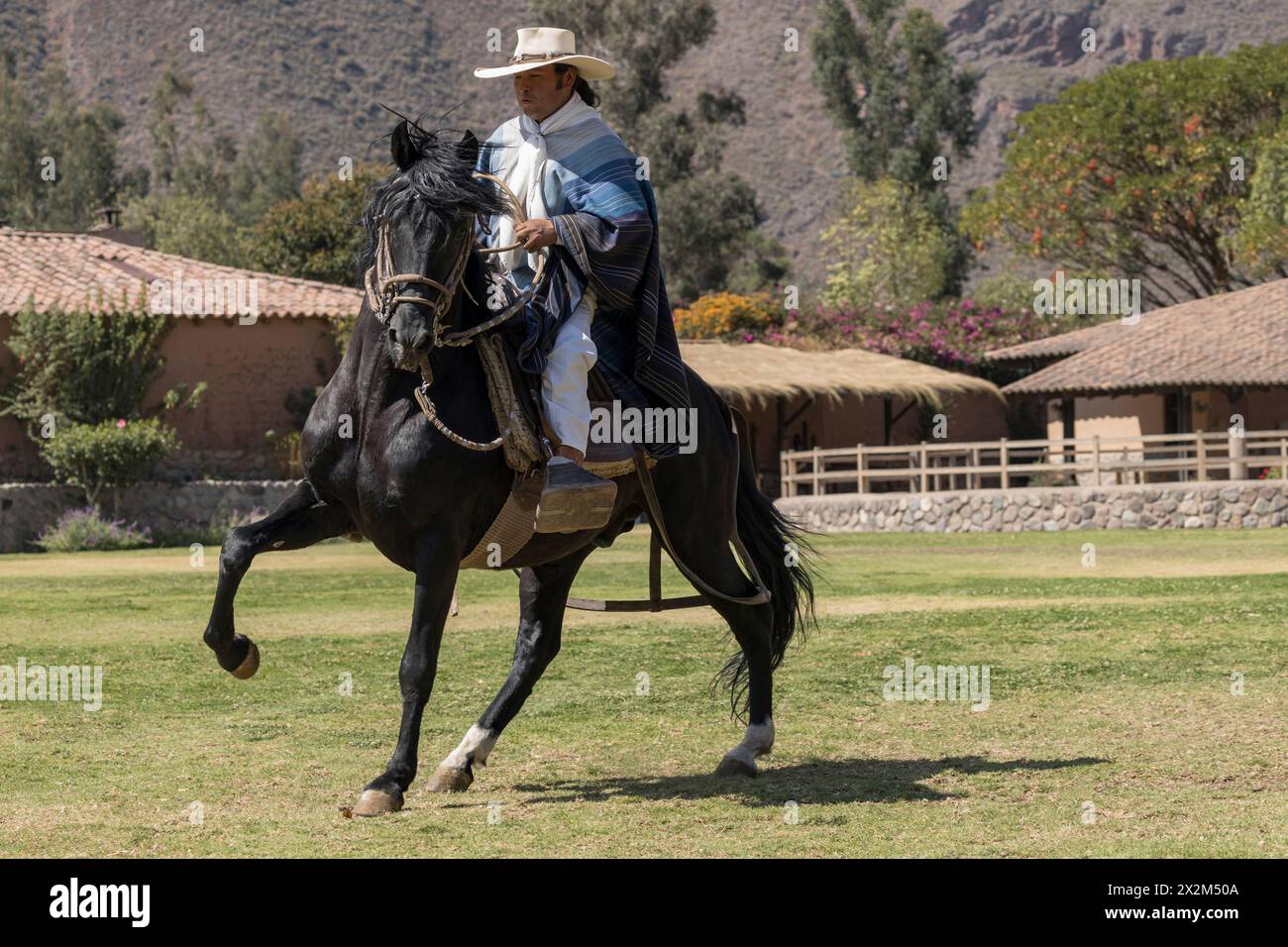 Pérou péruvien paso chevaux dansant marinera étalon tradition tourisme Banque D'Images