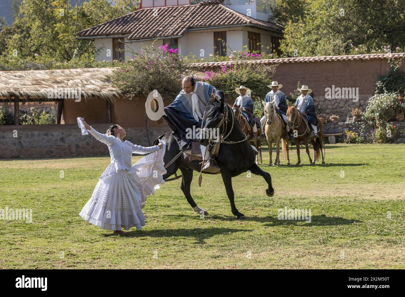 Pérou péruvien paso chevaux dansant marinera étalon tradition tourisme Banque D'Images