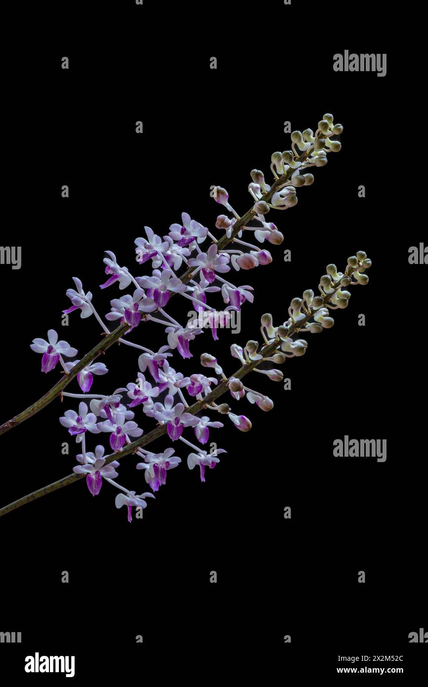 Vue rapprochée de fleurs violettes et blanches d'orchidées épiphytes tropicales seidenfadenia mitrata isolées sur fond noir Banque D'Images