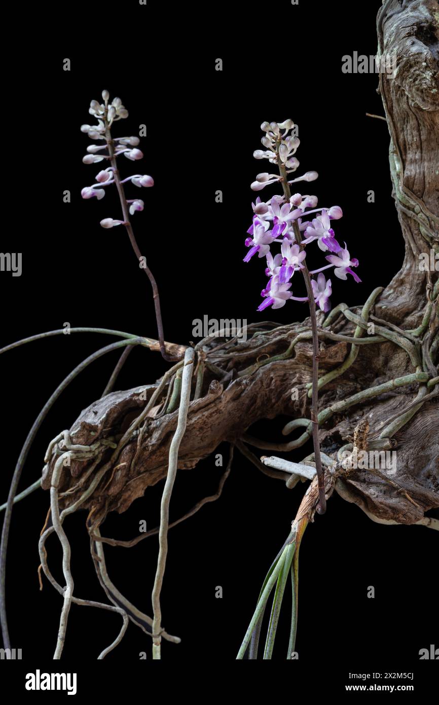 Vue rapprochée de l'espèce d'orchidée épiphyte tropicale en fleurs seidenfadenia mitrata poussant sur du bois isolé sur fond noir Banque D'Images