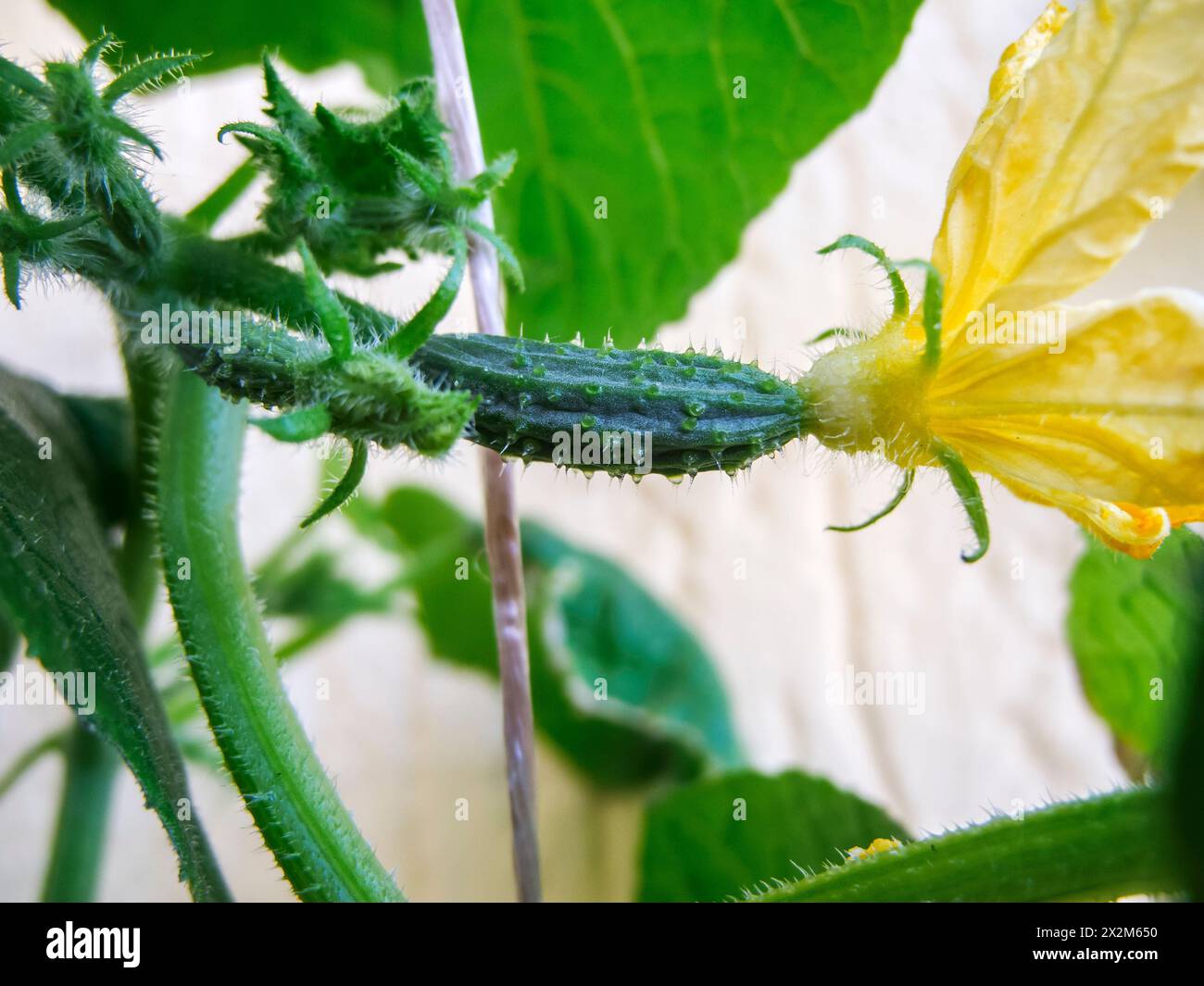 Vue rapprochée d'un concombre serpent avec des fleurs jaunes au tout début de la croissance. Banque D'Images